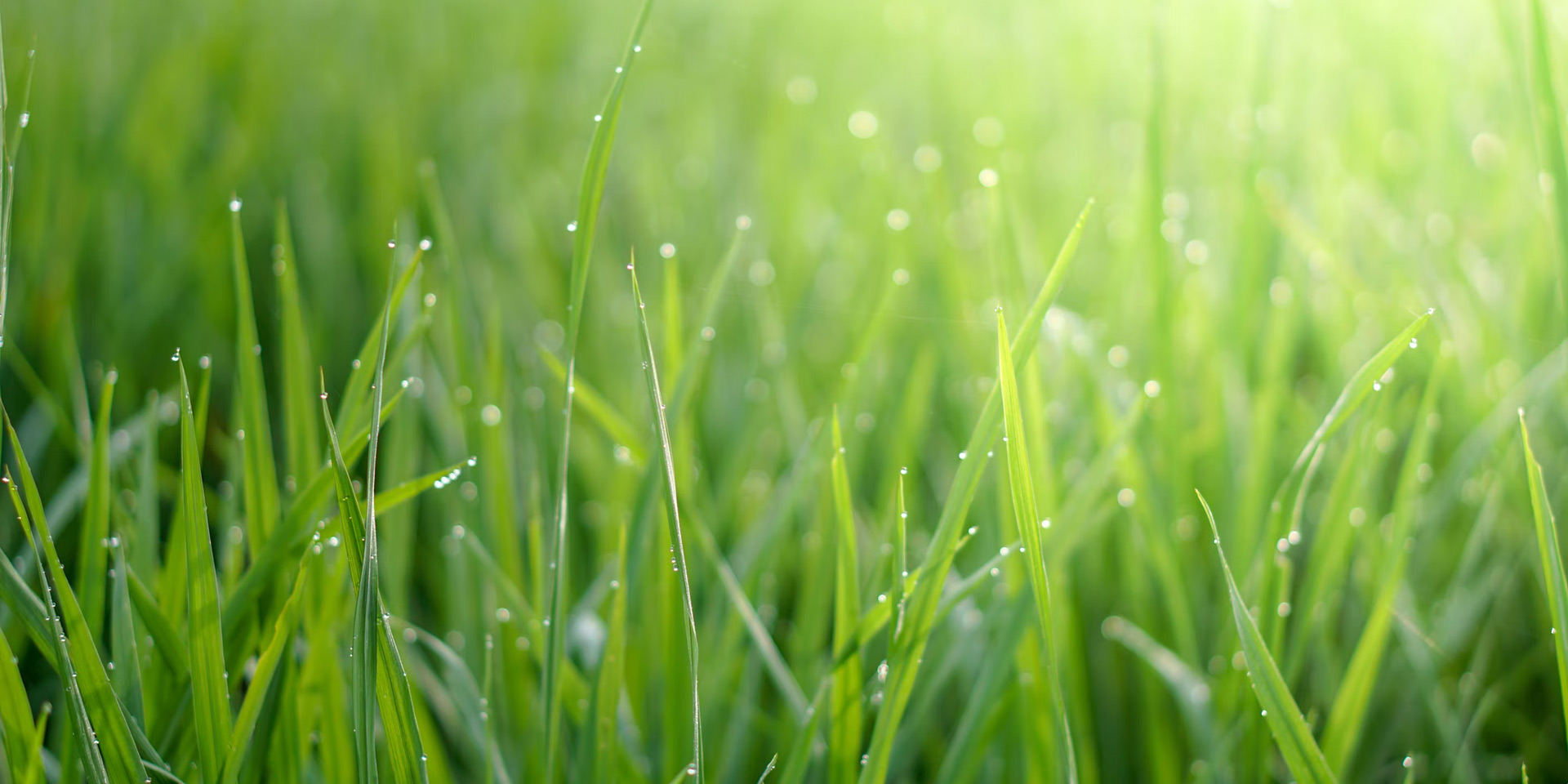 ������Ʒ